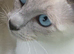Beautiful Siamese X  Ragdoll kittens boys , three months old ready now