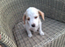 Jackapoo puppies for sale
