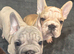 Velvet French bulldogs READY NOW