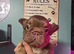 KC Fluffy French Bulldog Puppies