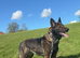 Female german shepherd