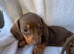 Dachshund puppies ready now