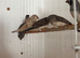 9 x Baby finch