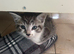 4 beautiful male kittens ready now