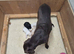 Beautiful Labrador Puppies &ndash; KC Registered