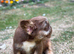 **EXOTIC FRENCH BULLDOG PUPS**