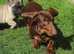 Amazing miniature dachshund stud.