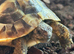 Gorgeous Hermann Tortoise