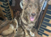 rare Isabella German shepherd pups