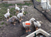 Indian Runner Ducks free to good homes