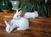 Pure New Zealand White rabbits, born on 4th August, now weaned and ready for sale. 2 does (females) and 1 buck (male) available.