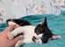 3 female kittens