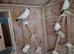 German crested helmet pigeons for sale
