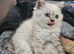 Last male BS kitten looking for his forever family