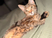 kitten for sale