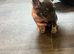 FRENCH BULLDOG PUPPIES ️