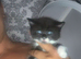 Mixed Russian blue