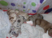 Puppies
