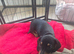 Dachshund