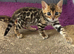 Pure bred Glitter Coat Bengal