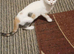 Two female kitten looking for a loving home