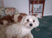 Maltese puppyl