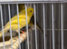 For sale selling as a group 3 Pair of Beautiful Irish Canaries