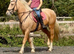 Stunning Palamino Gelding 14.3 3 1/2yrs old