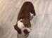 Bella - Female - 4years old rehoming due to allergy