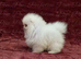 Ultra Teddy Bear Pomeranian Puppies
