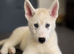 Two white female siberian huskies