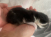 3 little kittens for sale