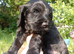 Delightful Cockerpoo Puppies for sale to good forever home