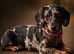 Miniature dachshund female