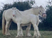 Cremello cob