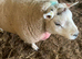 Tup/Ram for sale