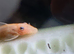Neo-caridina shrimps pure bred high grades