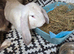 Rehome French Lops