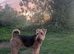 Superb KC registered Airedales sired by champion!
