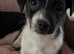 Jack Russel