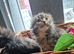 Scottish fold mix kittens