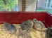 Beautiful golden jumbo quail