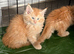 Gorgeous mainecoon kittens
