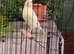 Various canaries for sale