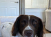2 year old Springer