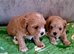 F1 teacup asian Maltipoo