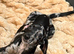 Miniature dachshund mix