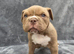 7 pocketbully puppies