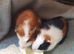Baby Guinea pigs