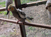 various cockatiels